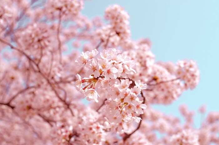 日本では春の花の代名詞とされる桜。美しく気品にあふれる桜の花言葉は「あなたの微笑み」「心の美しさ」「潔白」「優美な女性」。また、種類別ではソメイヨシノの花言葉が「純潔」、八重桜は「豊かな教養」「善良な教育」「しとやか」、山桜 は「あなたに微笑む」「純潔」「高尚」「淡白」となっています。