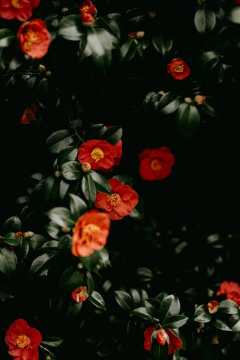 江戸時代から愛されてきた椿は、凛とした表情が美しい冬を代表するお花です。椿全般の花言葉は「控えめな素晴らしさ」「気取らない優美さ」。また、赤い椿は「謙虚な美徳」、白は「完全なる美しさ」、ピンクは「控えめな愛」などの花言葉を持っています。椿の花はぽろりと落ちてしまうため、贈り物ならプリザーブドフラワーなどを選ぶと安心です。
