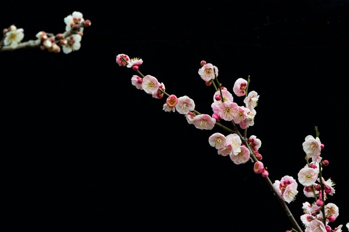 桜よりも一足早く春の訪れを告げる梅。可憐で香りの良い花にふさわしく、「高潔」「上品」「忠実」「忍耐」などの花言葉が付いています。また、紅梅の花言葉は「あでやかさ」「優美」、白梅は「気品」「澄んだ心」です。大木のイメージがある花ですが、ギフトにはテーブルサイズの盆栽が人気です。