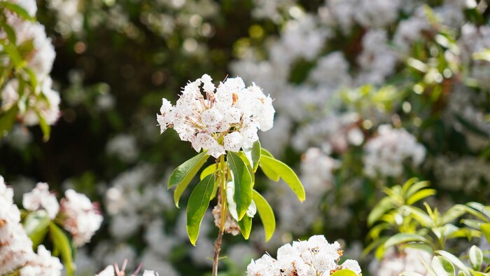 こんぺいとうのようなつぼみと、模様の入ったお皿型の花が特徴的なカルミア。「優美な女性」「さわやかな笑顔」「大きな希望」「野心」「大志を抱く」といった花言葉が付けられており、いつも笑顔を絶やさない優しい女性や、目標を持って頑張っている人に贈るのにおすすめです。