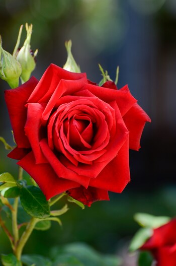 赤いバラの花言葉は、「あなたを愛してます」「愛情」「美」「情熱」「熱烈な恋」。愛する人へ贈るのはもちろん、結婚式のブーケでは純白のウェディングドレスを美しく引き立てます。ちなみに、つぼみのバラは花言葉が変わり、「純潔」「純粋な愛」「あなたに尽くします」「愛の告白」などの花言葉を持ちます。