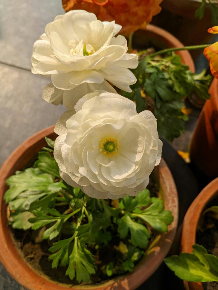 この花の意味は知ってる？素敵な花言葉あつめました。 | キナリノ