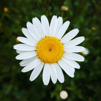 マーガレットは花びらを一枚ずつ「好き、嫌い」と摘み取って恋心を占う恋占いの花。花言葉にも「真実の愛」「恋を占う」「予言」「心に秘めた愛」といった意味があります。また、ギリシャ神話で純潔の女神・アルテミスに捧げられた花であったため、「誠実」「貞節」という花言葉も。結婚式のブーケに好まれる愛にあふれた花です。