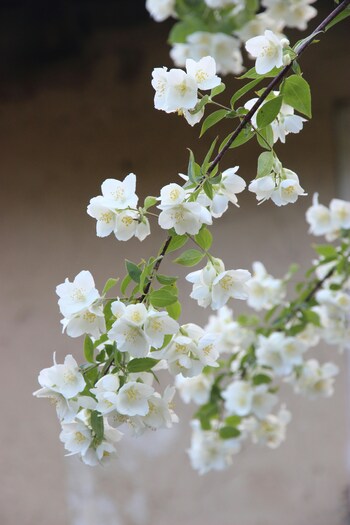 ジャスミンは香水やお茶などにも使われる魅惑的な香りを持つ花。花言葉は「あなたは私のもの」「愛想のよい」「優雅」「愛らしさ」「官能的」と幅広い意味を持ちます。可憐な花からは想像がつかない濃厚な香りが、花言葉の多さに表れているのかもしれません。