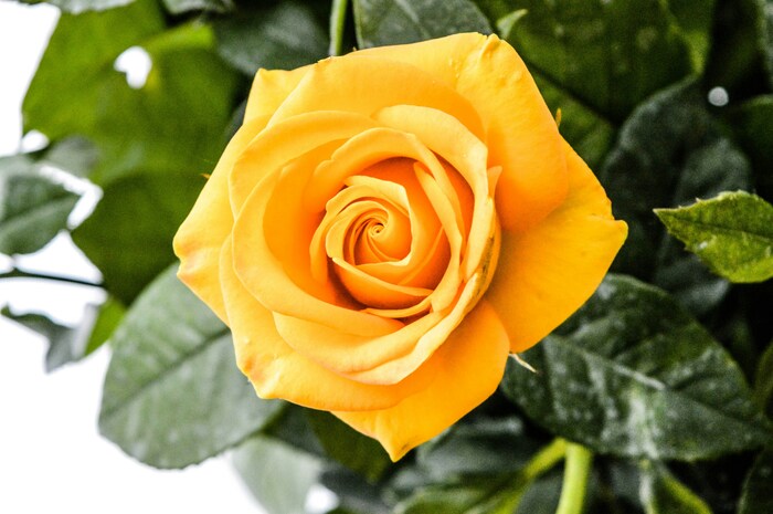 バラ全般の花言葉は「愛」「美」と非の打ち所のないものですが、色別で注意したいのは黄色の「嫉妬」「不貞」。大切な人に贈るのはちょっと避けたい意味合いですよね。ちなみに、白は「尊敬」「私はあなたにふさわしい」、薄オレンジは「無邪気」「さわやか」とギフトにぴったりの花言葉です。