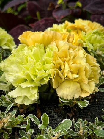 母の日の定番のカーネーションは色も豊富。カーネーション全般の花言葉は「無垢の愛」ですが、黄色は「軽蔑」、白は「愛の拒絶」「私の愛情は生きている」、濃い赤は「私の心に哀しみを」と、ネガティブな花言葉も持っています。一方、青いカーネーションのムーンダストは「永遠の幸福」という花言葉なのでプレゼントにぴったりです。