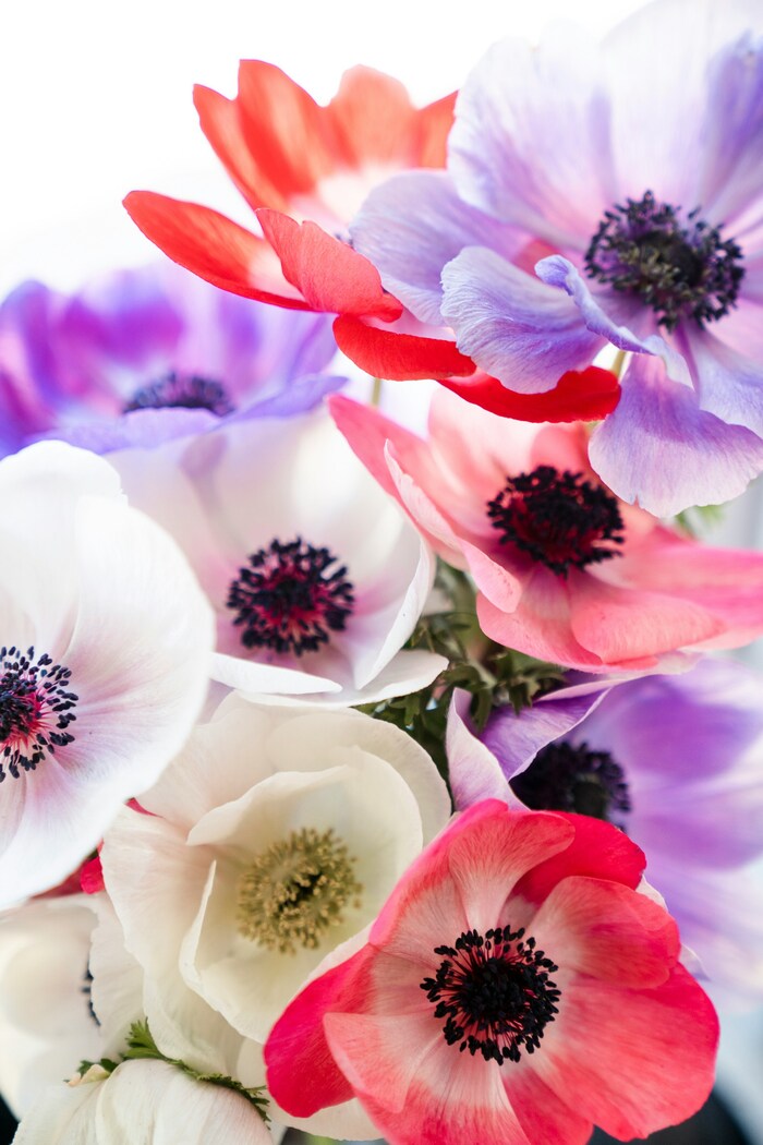 この花の意味は知ってる？素敵な花言葉あつめました。 | キナリノ