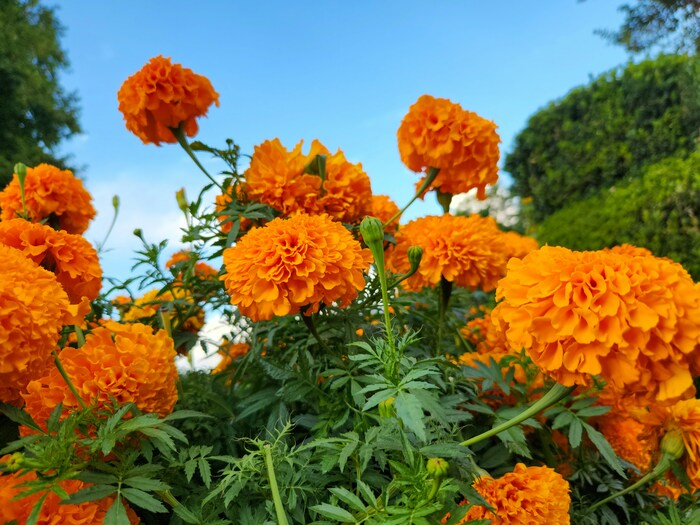 この花の意味は知ってる？素敵な花言葉あつめました。 | キナリノ