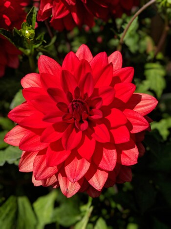 ダリアの花言葉は「優雅」「気品」「栄華」といった華やかな花の印象そのまま。ただ、一方で「移り気」「裏切り」「不安定」という花言葉も持っています。これはナポレオンの妻ジョセフィーヌが、大切にしていたダリアの球根を盗まれたエピソードから来ているのだそう。歴史の一幕を感じる花言葉です。