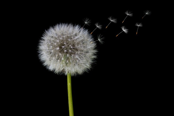 ヨーロッパでは古くから、タンポポの綿毛を吹き飛ばして恋が実るか試す花占いが行われてきました。そこから「愛の信託」という花言葉が生まれたと言われます。一方で、綿毛が一斉に飛んでいく様子から「別離」という花言葉も。タンポポをプレゼントとして贈る時は、シチュエーションに注意する必要がありますね。