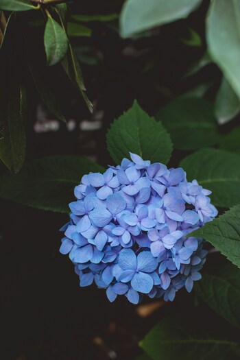 開花してから、花の色が変化することから、少し悲しい花言葉がつけられているアジサイ。「移り気」「高慢」「辛抱強い愛情」「元気な女性」「あなたは美しいが冷淡だ」「無情」「浮気」「自慢家」「変節」「あなたは冷たい」など悲しいものばかりです。