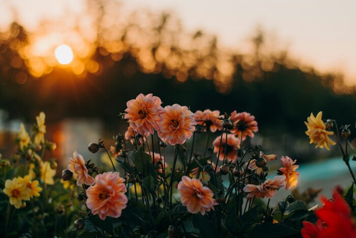 同じ花でも、様々な意味を持つ花もありましたね。記念日などの大切な場面ではもちろん、日常のさりげないプレゼントにも、素敵な花言葉を持つお花を選んで贈ると、相手を大切に思う気持ちが伝わるのではないでしょうか。