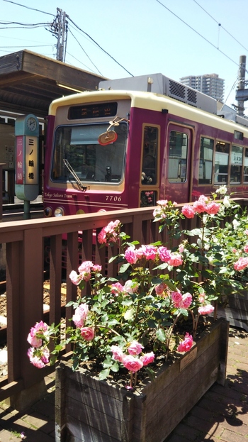 荒川車庫前～終点の三ノ輪橋の沿線には、「荒川バラの会」をはじめとしたボランティアの方々の手によって、色とりどりのバラが植えられています。
バラは荒川線のシンボルとなっていて、区をあげて緑化に取り組んでいるとのこと。初夏にはバラに彩られた「都電バラ号」が運行されています。