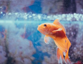 魚が水に対して好意を持てば、水も魚に好意を示すことから、人との付き合いも好意を持って接すれば、相手も応じてくれるという意味。まずは自分が心を開くことが大切なんですね。
