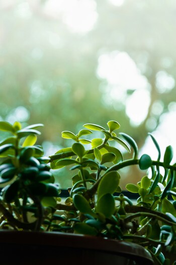 初めての【多肉植物】ライフ。上手な育て方＆植え替え方法