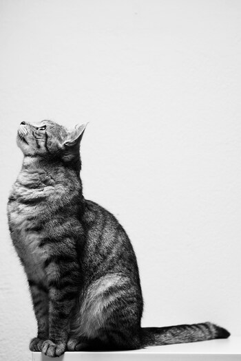 飼い猫のリリーを異常なほど溺愛する庄造と、その猫に嫉妬する品子と福子。猫を追い出そうとしたり、庄造をつなぎとめるために猫を引き取ったり、そこには三者三様の愛のカタチがある。「隷属」とその幸福について考え続けた谷崎が送る、隷属の拒否がもたらす愛憎の世界が、テーマとはうらはらに伸びやかに描かれています。