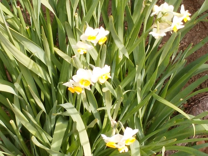 城ヶ島公園内には、10万株の八重咲水仙が植えられている花園もあります。水仙の開花時期は1月中旬から2月下旬なので、今がちょうど見ごろとなっています。まさに、水仙の開花は三浦半島の春の始まりです。
水仙の花が満開になる1月中旬ころになると、2週間ほど水仙まつりが開催されます。お祭りに合わせて公園を訪れるのもおすすめ！お祭りの期間中は地元の野菜や花の販売なども行われ、大勢の観光客で賑わいます。
