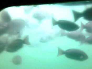 船内の展望室の両側は窓になっていて、宮川湾の魚達の様子を観察することが出来ます。約40分の「海中散歩」で、冬期は7本
その他の季節は8本運航しています。
城ヶ島渡船「白秋」は、50年ほど前、城ヶ島大橋の完成と共に廃止になりましたが、平成20年、三崎城ケ島の活性化、観光振興の願いを込め、約半世紀ぶりに復活したんだとか！12人乗りの小さな船ですが、北原白秋の愛した城ヶ島へ渡るのは、旅情をかきたててくれそうです。