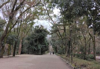 下鴨神社には”糺の森（ただすのもり）”と呼ばれる、参道に広がる広大な森があります。太古の原生林がいまなお残る、神聖な雰囲気を漂わせている森は、四季折々違った表情を見せてくれる場所であり、地元の方にも愛されている癒しスポットとなっています。
