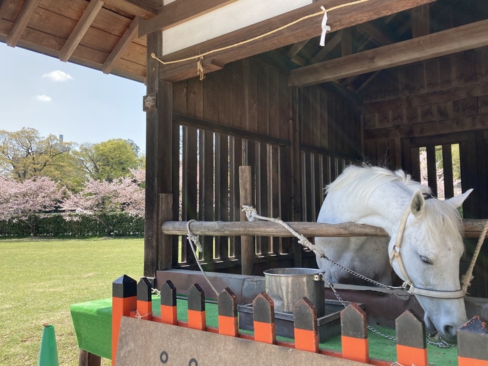 神話の時代に「人々が馬に乗って神の降臨を願った」ことから馬にまつわる神事が多く、日本の乗馬発祥の地としても広く知られている上賀茂神社。馬に関わる神事も行われ、二の鳥居前に建つ神馬舎では、神馬である美しい白馬「神山号（こうやまごう）」も境内で飼育されています。毎週日曜・祝日・祭礼の日にお天気がよければ、厩舎でお目にかかれるかもしれません。