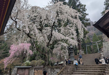 しだれ桜の名所としても知られています。桜と階段のコラボレーション、幽玄の美を感じ、とても素敵ですね。
