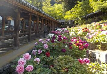 別名「花のお寺」とも呼ばれていて、四季折々の花が目を楽しませてくれます。特に、芍薬や牡丹、紫陽花の花が咲く季節はとても賑わいます。