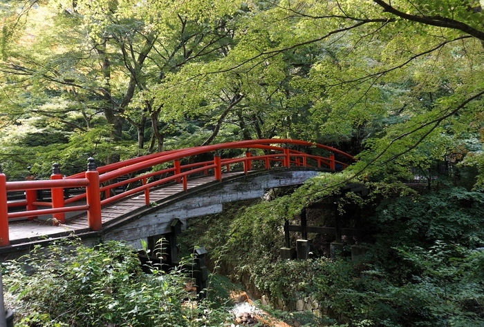 東京都心から、車で約1時間半。群馬県渋川市にある伊香保温泉は、紅葉の名所としても有名な温泉街です。伊香保温泉の湯元付近にある「河鹿橋」付近は、秋になると紅葉目当ての観光客で賑わいを見せます。