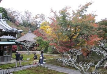 長寿寺は1336年に足利尊氏が創建した寺院とされていますが、その詳細は定かではないと言われています。また、以前は拝観ができませんでしたが、現在は春と秋の週末（金土日曜日）の晴天日のみ拝観が可能とのことです。季節・曜日・天候限定という訪れるタイミングが必要ですが、ぜひ訪れてみたいお寺の一つです。紅葉の季節はとくにおすすめ！木々を色鮮やかな葉っぱたちが飾ります。