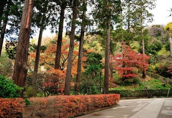 円覚寺山門と紅葉。燃えるような紅葉の美しさに心が浄化されそうですね。円覚寺では定期的に座禅会や写経会が行われており、どなたでも参加することが可能です。詳細は公式HPで確認して下さい。