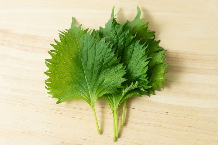 もう野菜を無駄にしない！正しい保存方法と賞味期限まとめ