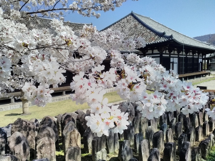 境内には石像や石塔などが並び、1,300年の歴史が間近に感じられます。飛鳥時代に伝わった仏教の瞑想「禅観」の体験ができる日があるので、興味のある方は問い合わせてみてくださいいね。