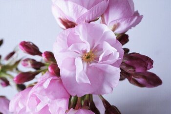 「春分」「冬至」などよく耳にするのが「二十四節気」で1年を24等分して約15日ごとに分けた季節のこと。約2600年も前に中国の黄河地方で作られた暦のため、実際の日本の気候とは若干のずれがあります。
「七十二候」は半月ごとの季節変化を表す「二十四節気」をさらに約5日おきに分け、気象の動きや動植物の変化を知らせるもので、日本の気候や風土に合うよう江戸時代に入ってから何度か改定されています。