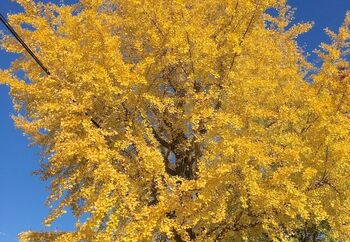 北風が木々の枝から紅葉や枯葉を吹き払う頃。「朔風」とは北から吹く風、北風のことです。
