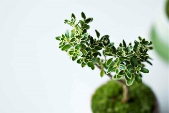 寒さも和らぎ、日に日に暖かくなりはじめ草木が芽吹き始める頃。長く寒い冬も終わり、いよいよ本格的に春がやってきます。