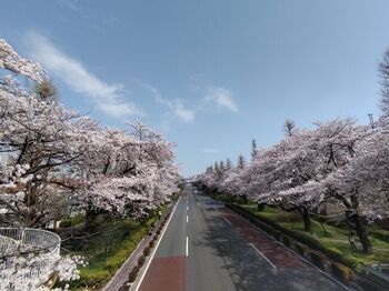 本当に住みたい町はどこ?ナチュラルさんにおすすめの街10選【自然が多い23区外編】