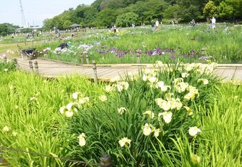 本当に住みたい町はどこ?ナチュラルさんにおすすめの街10選【自然が多い23区外編】