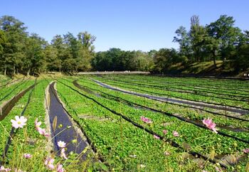 ワサビ（山葵）は、日本原産の多年生の水生植物。古くから、山間の清涼な谷川の浅瀬に自生していたワサビは、時に毒を消す薬草として年貢として用いられてきたように、昔から大変、貴重で高価な野草でした。

ワサビの栽培は、1600年頃に静岡で始まったと云われています。江戸時代後期に、庶民が蕎麦や寿司を食すようになってから急速に普及し、明治期以降に本格的に栽培されるようになりました。