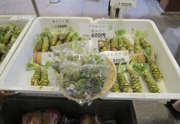 ワサビは、育つ環境により呼び方が変わりますが、植物自体は全く同じものです。

根茎を摺り下ろして用いられるのは、湧き水や渓流水で栽培された「沢ワサビ（水ワサビ／本ワサビ）」。こちらが一般的に”生わさび”と呼ばれています。
