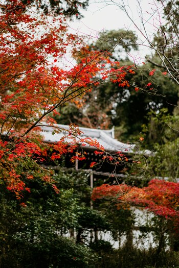京のかなめ「京都御所」をのんびり散歩♪~周辺ランチ・カフェ・観光ガイド~