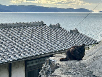 男木島は、猫島という別名を持っています。というのも、島にはたくさんの猫たちが暮らしているのです。彼らのほとんどはノラとして生活し、島の人々と共存しています。人慣れしているので、猫によっては触れたり抱っこ出来たりもするので猫好きにはたまりません。
