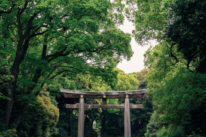 明治神宮の鎮守の杜は、神聖なる場所とされ、100年ものあいだ立ち入り禁止だったということをご存じでしょうか？