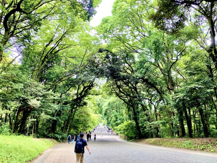 実は、この鎮守の杜は明治神宮の創建に合わせて作られた人口の森。日本各地から集まった樹木10万本を5年がかりで植樹したそう。神聖で美しい森にはそんなエピソードがあったんですね。
そのような守られてきた神聖なる森の中を、ゆっくりと散歩することができるのは本当に贅沢なこと。歴史を感じながら歩くと、また癒し効果が得られそうです。