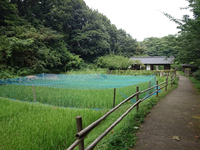 公園の中心にある田んぼは、古きよき日本の原風景。カエルの声やとんぼが飛ぶ様子が見られるのも里山ならでは。春と夏の青々とした緑、黄金色の穂が美しい秋と四季の移ろいを感じながらの森林浴は、ノスタルジックな気持ちにもなれますよ。
古民家もあり、タイムスリップしたような気分を楽しめるのも舞岡公園の魅力。ボランティアの方々が大切に守っている里山で、豊かな時間を過ごしてみませんか？