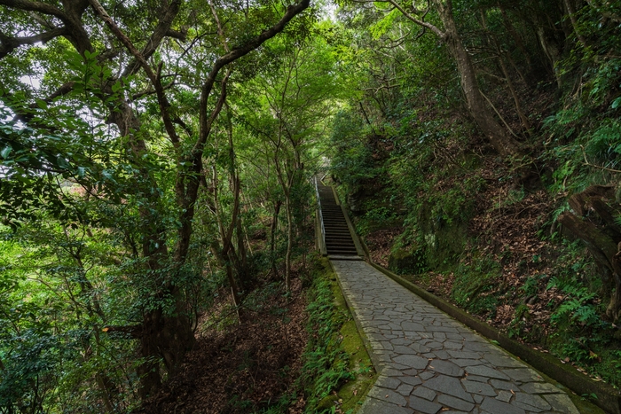 内房線「浜金谷」駅が最寄りの鋸山は、「日本寺（にほんじ）」を有する山です。日本寺の開山は、西暦725年で約1300年前のこと。聖武天皇の勅詔と光明皇后の言葉を受けた行基菩薩によって開かれました。山頂までは5つのエリアに分かれていて、苔むした参道はマイナスイオンを感じられそう。