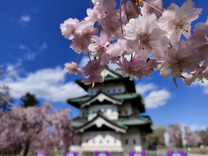 日本でも有数の桜まつり【弘前さくらまつり】。もこもことたくさんの桜が咲く様子は、日本一とも言われのも納得の美しさ！　例年、桜の開花は関東より遅めの4月半ばから後半頃です。