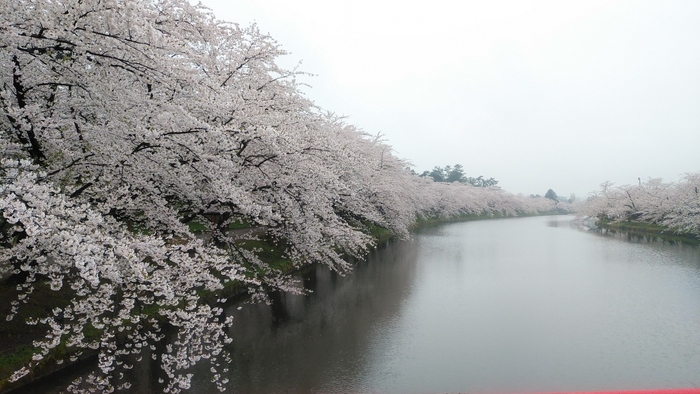弘前の桜は、1715年に、京都の嵐山から持ち帰られたものから始まりました。
現在では、約2,600本の美しい桜を見に、世界中から観光客が訪れます。