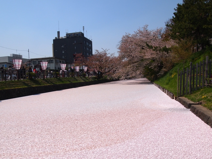 満開のときもキレイですが、散り始めたときに行くと、お堀に桜が落ち、こんな美しい桜の絨毯をみることもできます！
ゴールデンウイークと重なる年もあるので、人は多いですが、一見の価値があります。