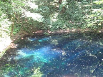 白神山地のふもとにある、大小33の湖がつらなる十二湖。
その中でも、美しいのがこの【青池】。