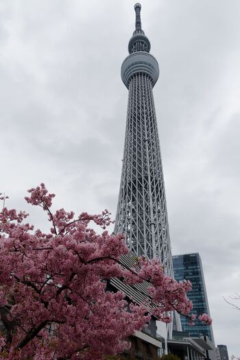 東京の新しいシンボルとしてすっかり定着した「東京スカイツリー」。最上部の天望回廊はなんと地上450mの高さにあり、ガラス張りの空間から東京の街を一望できます。また、スカイツリーの隣りにある商業施設「東京ソラマチ」ではグルメやショッピングも！