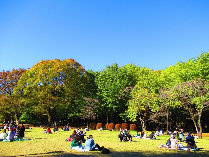 明治神宮のお隣に位置する「代々木公園」も、原宿の憩いスポットとして人気の場所。芝生やベンチでのんびりしたり、レンタサイクルでぐるっと周ったりと、自然の中でホっとひと息つけますよ。また、イベントやフリマが開催されることも多く、人との交流を楽しみたい時にもおすすめです。